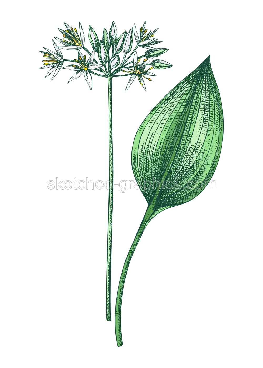 Ramsons sketch in color. Wild garlic floral drawing. Hand drawn vector illustration.  Spring woodland flower, wildflowers Illustration